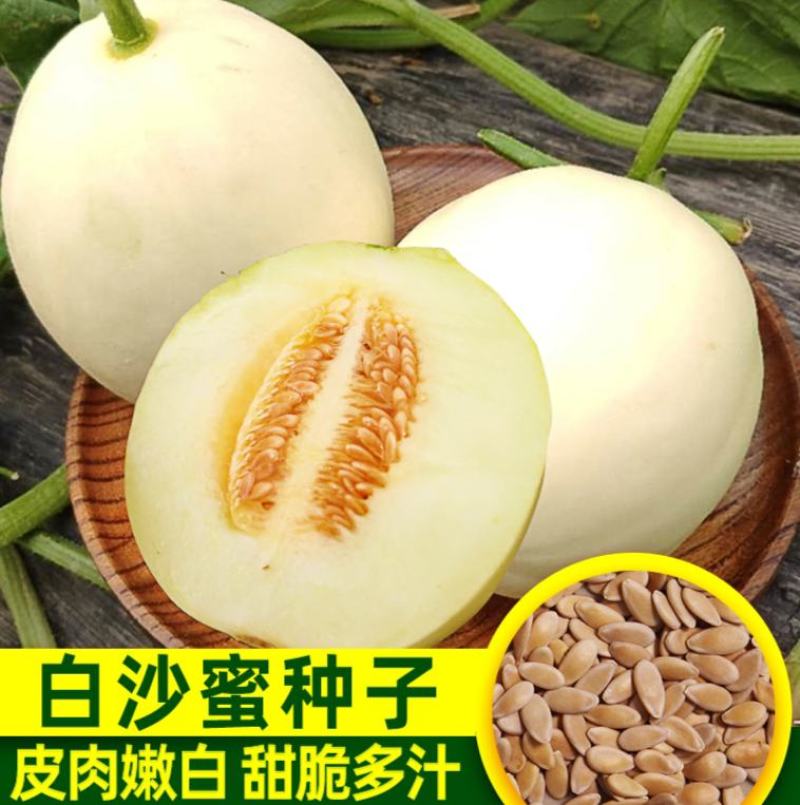 超甜白沙蜜甜瓜种籽日本甜瓜种子春秋季高产薄皮特大白皮香瓜