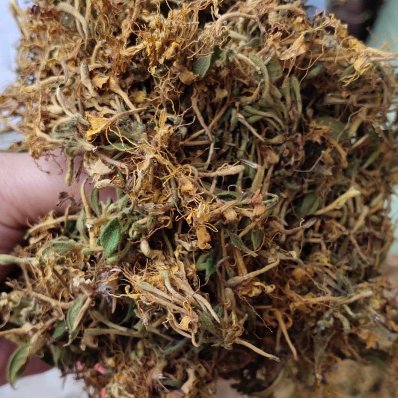金银花，防城港市上思十万山金银花，常年有货