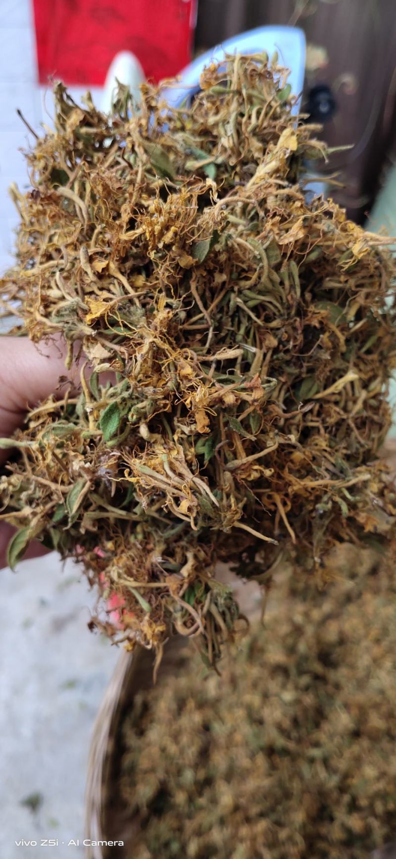 金银花，防城港市上思十万山金银花，常年有货