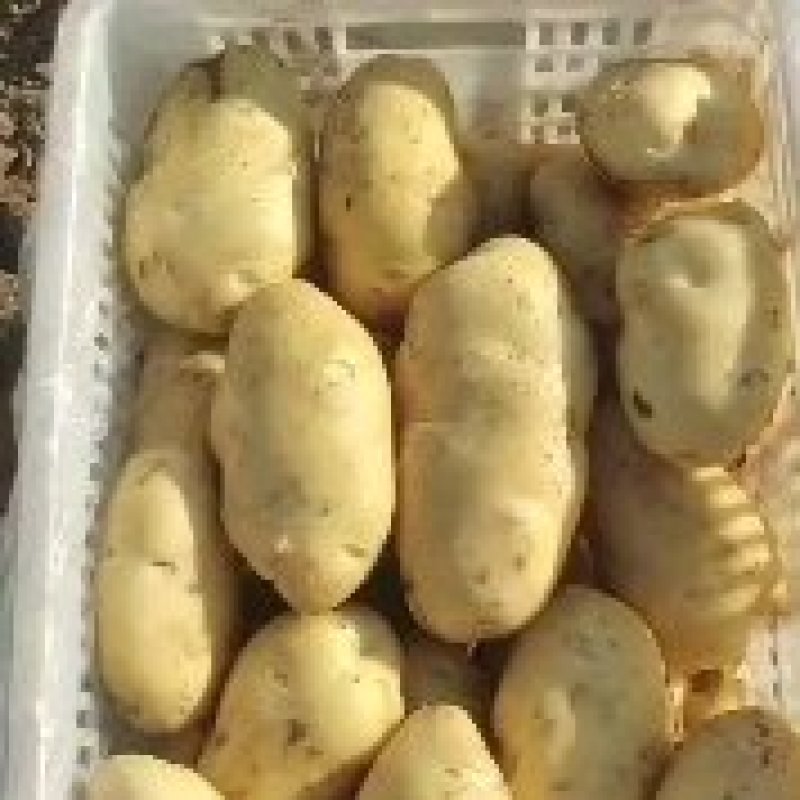 沃土土豆大量上市中，薯行好，颜色好，个头大，面积大有