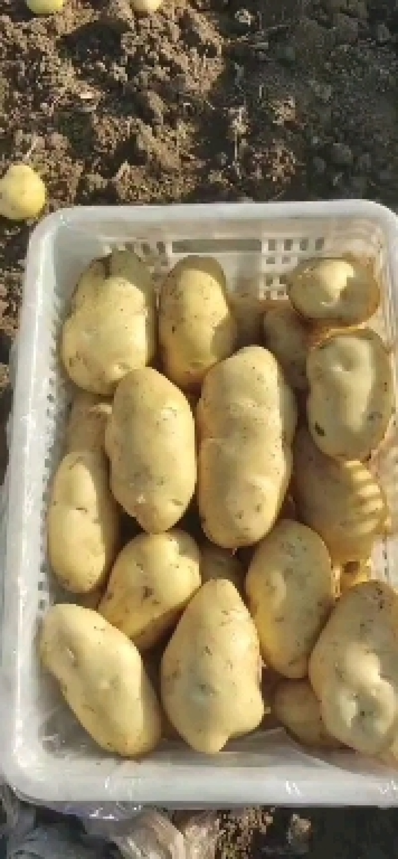 沃土土豆大量上市中，薯行好，颜色好，个头大，面积大有