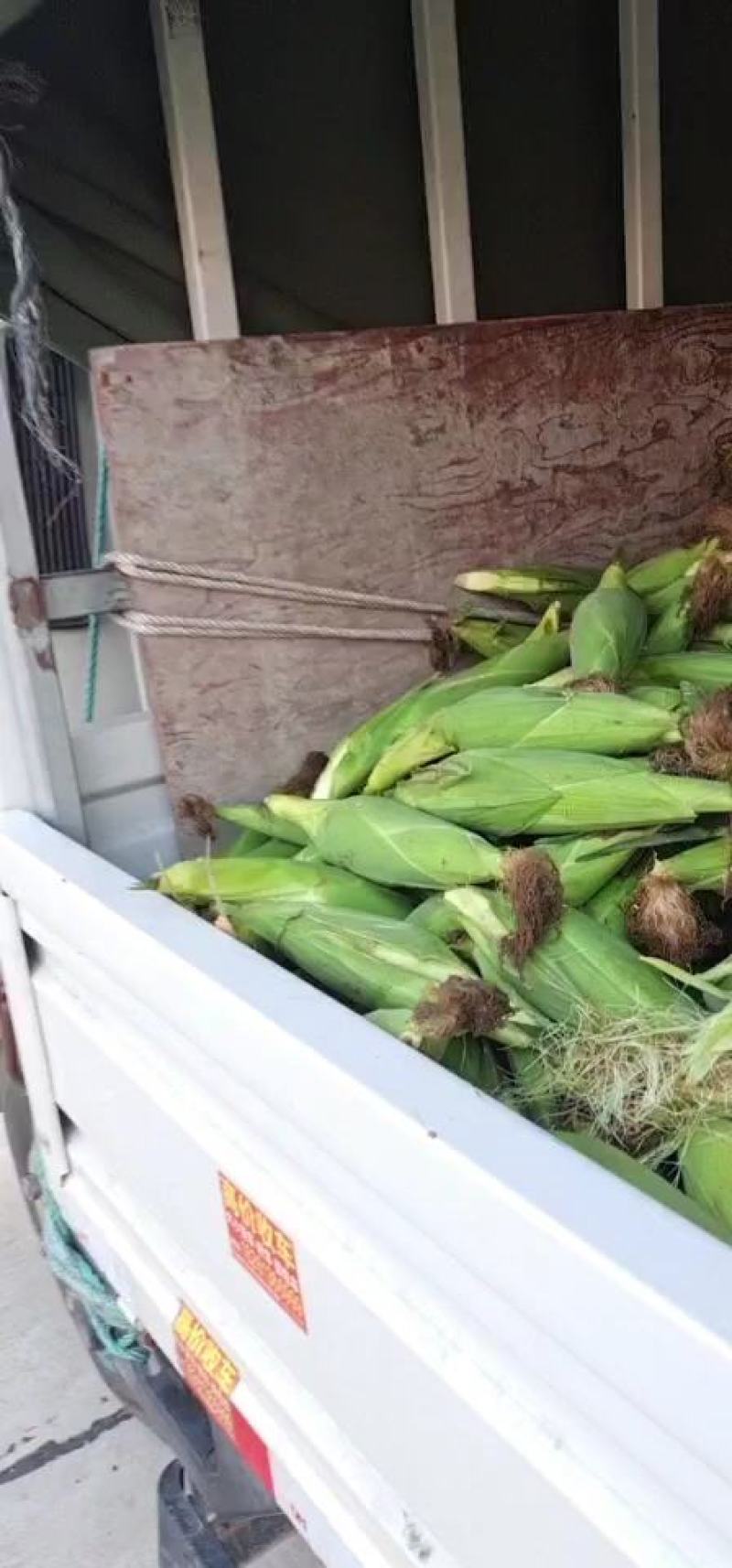 大量供应市场糯玉米，颗粒饱满