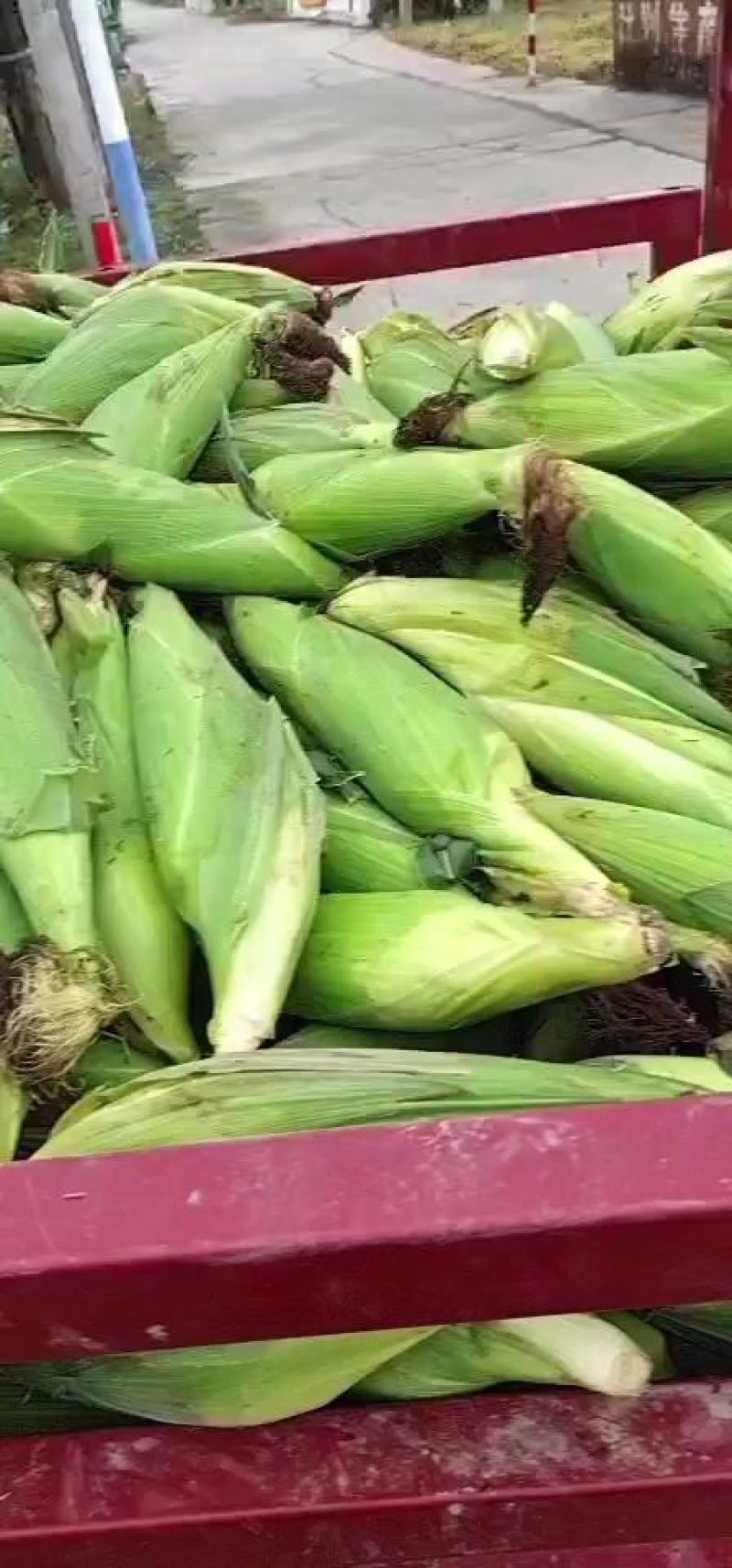 大量供应市场糯玉米，颗粒饱满