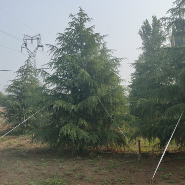 雪松高度3-6米冠幅2-4米假植苗成活率有保障保定苗