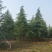 雪松高度3-6米冠幅2-4米假植苗成活率有保障保定苗