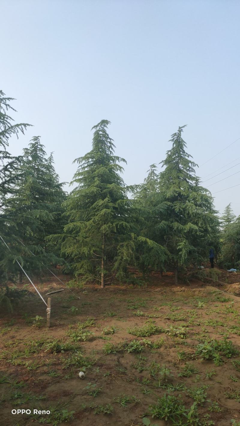 雪松高度3-6米冠幅2-4米假植苗成活率有保障保定苗