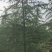 雪松高度3-6米冠幅2-4米假植苗成活率有保障保定苗