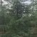 雪松高度3-6米冠幅2-4米假植苗成活率有保障保定苗