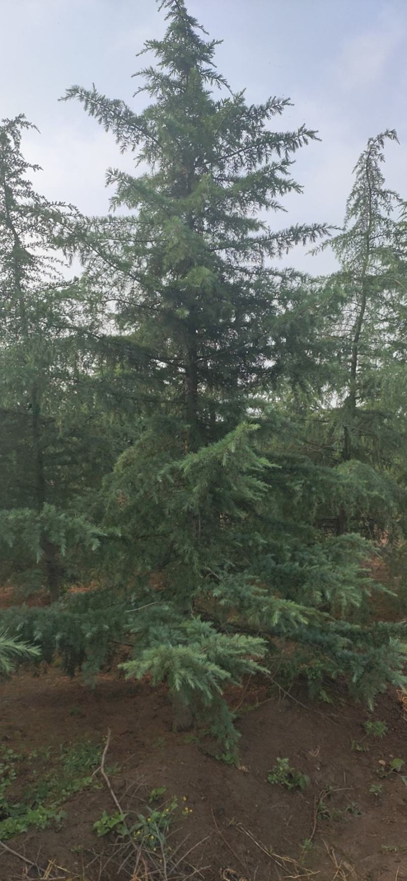雪松高度3-6米冠幅2-4米假植苗成活率有保障保定苗