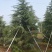 雪松高度3-6米冠幅2-4米假植苗成活率有保障保定苗
