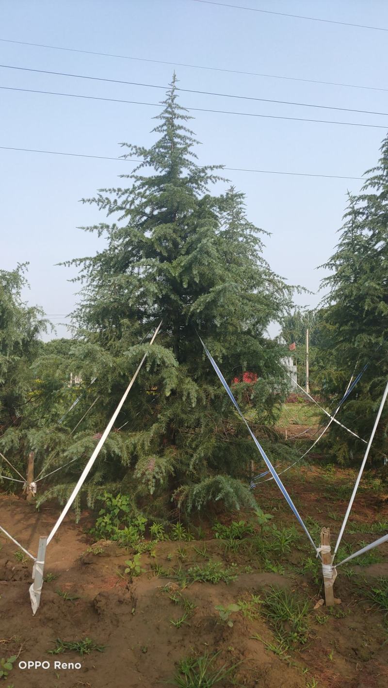 雪松高度3-6米冠幅2-4米假植苗成活率有保障保定苗