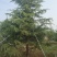 雪松高度3-6米冠幅2-4米假植苗成活率有保障保定苗
