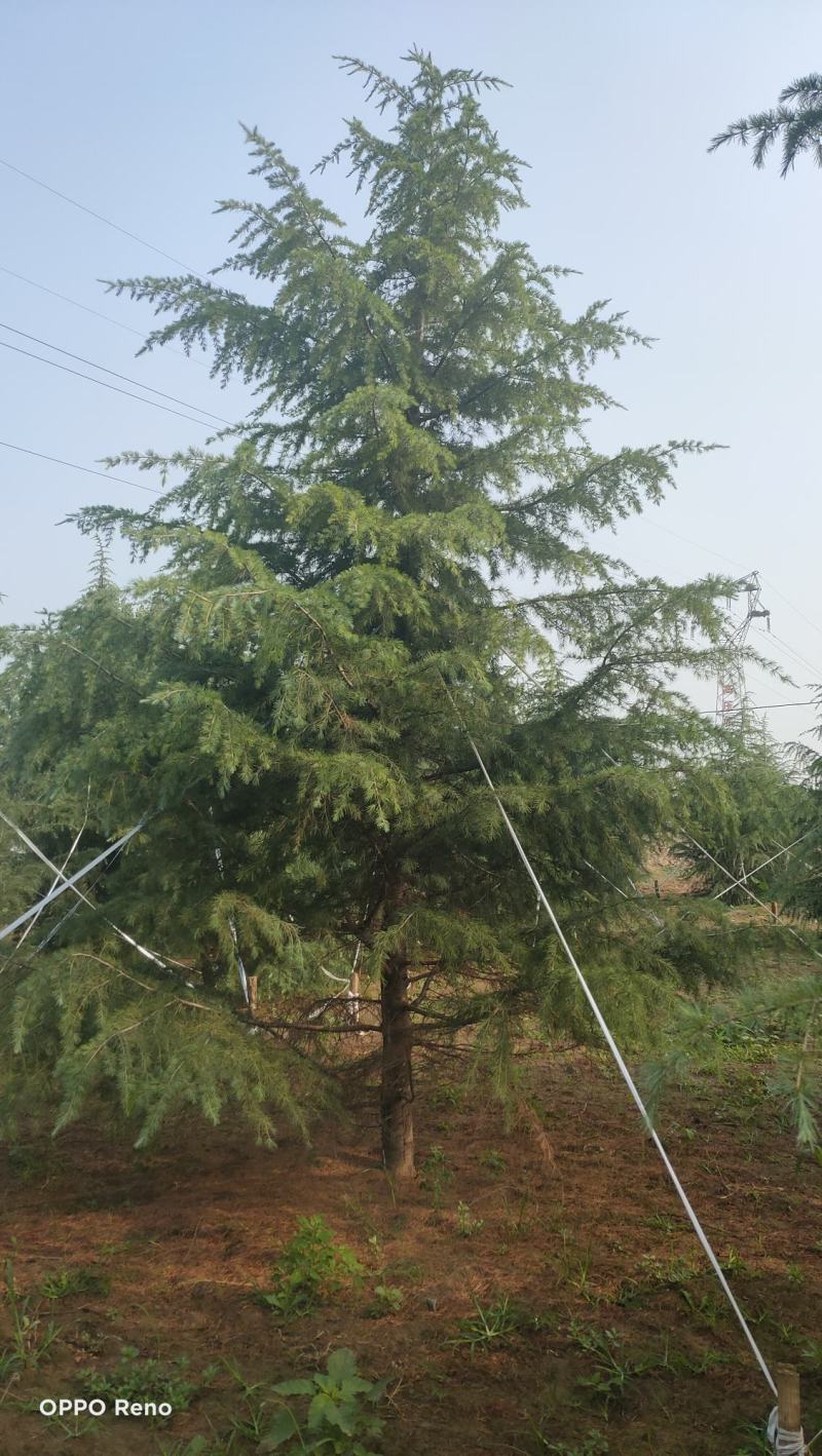 雪松高度3-6米冠幅2-4米假植苗成活率有保障保定苗