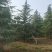 雪松高度3-6米冠幅2-4米假植苗成活率有保障保定苗