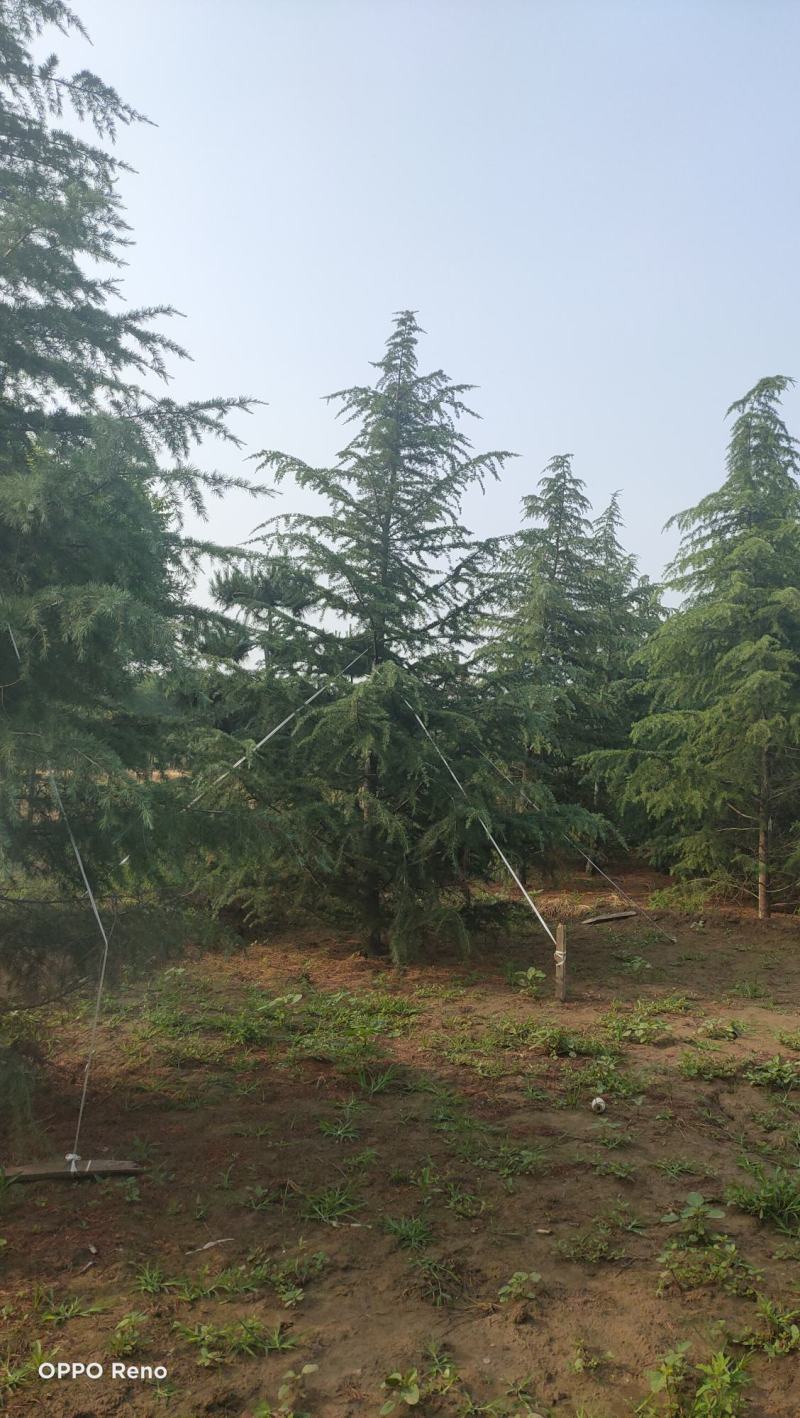 雪松高度3-6米冠幅2-4米假植苗成活率有保障保定苗