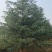 雪松高度3-6米冠幅2-4米假植苗成活率有保障保定苗