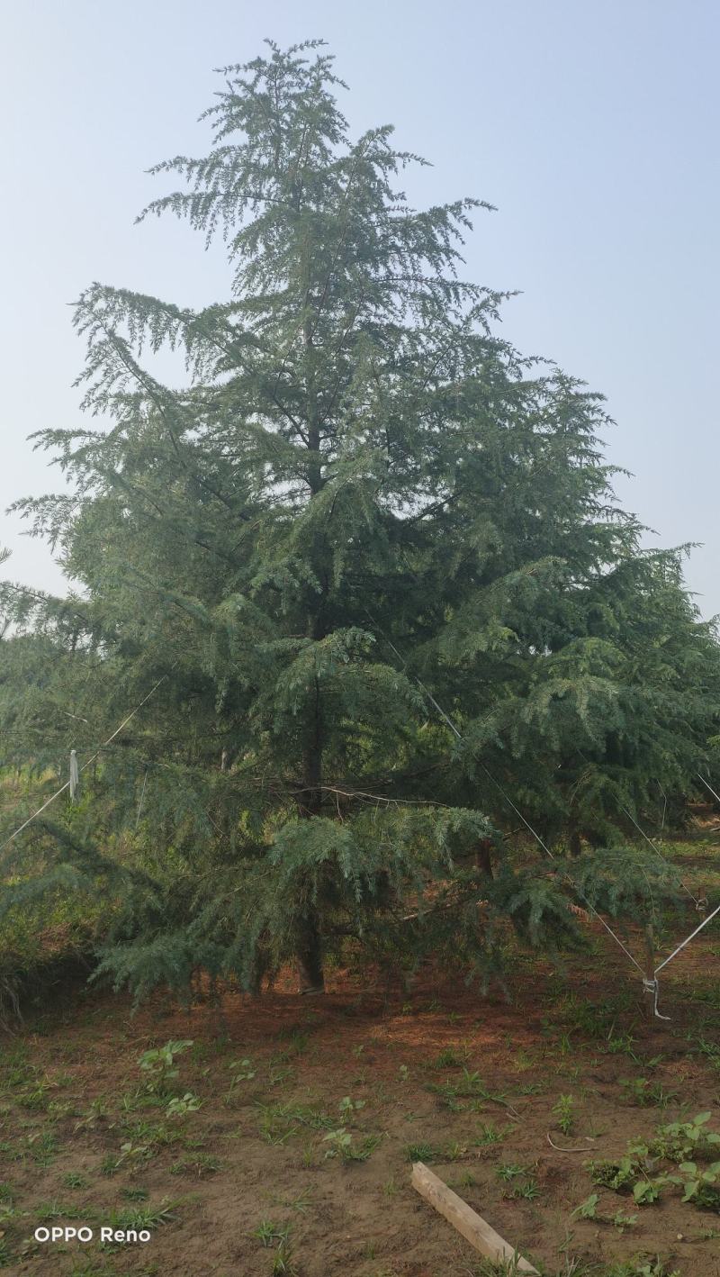 雪松高度3-6米冠幅2-4米假植苗成活率有保障保定苗