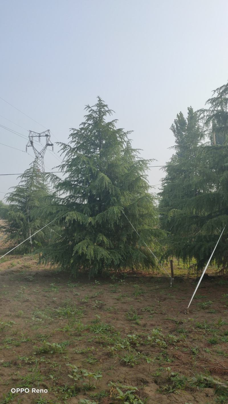 雪松高度3-6米冠幅2-4米假植苗成活率有保障保定苗