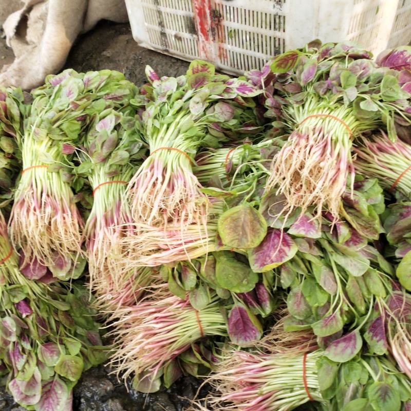 红米苋、6元，上海苋菜大量供货，品质保障欢迎咨询