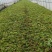红米苋、6元，上海苋菜大量供货，品质保障欢迎咨询