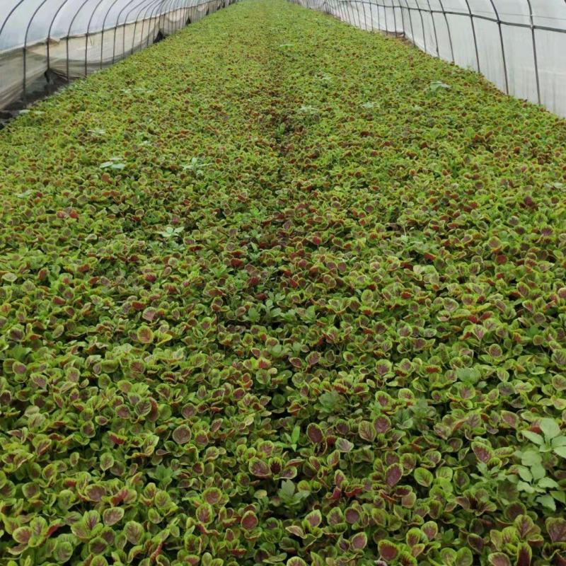 红米苋、6元，上海苋菜大量供货，品质保障欢迎咨询