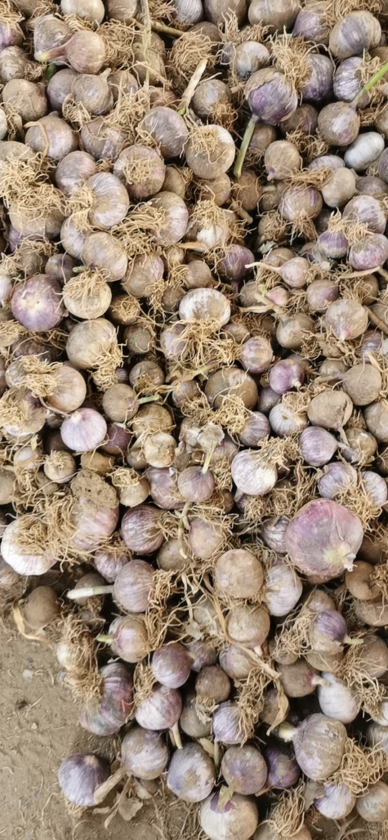 辽宁北镇独头蒜产地直发质量保证代收代发量大从优