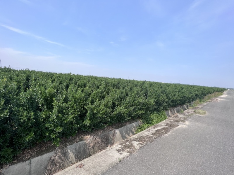 大叶黄杨柱，大叶黄杨，冬青柱子，四季常青