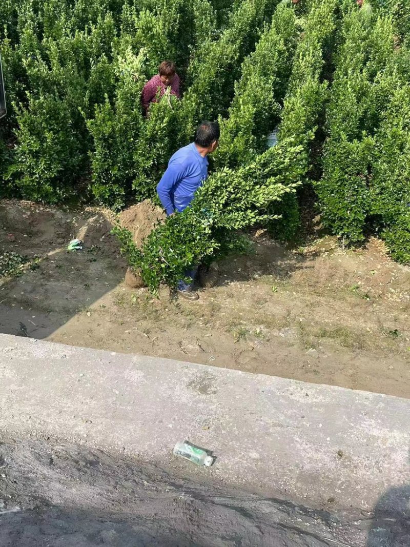 大叶黄杨柱，大叶黄杨，冬青柱子，四季常青