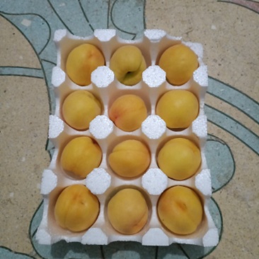 新鲜黄桃现摘现发一件代发黄金蜜整箱包邮脆甜