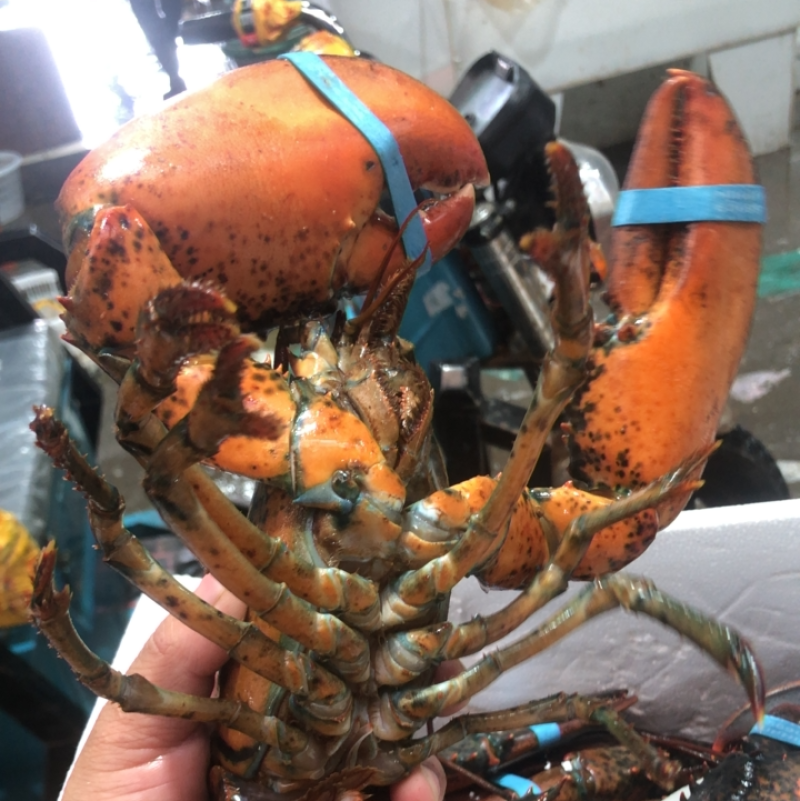 活波龙