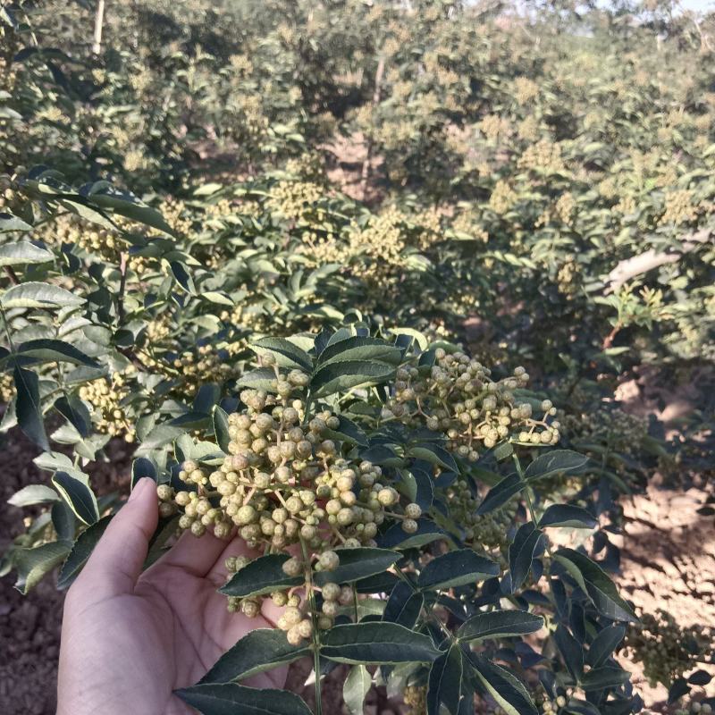 青花椒上市了：颗料饱满，味道香麻，色正干净，物美价廉。