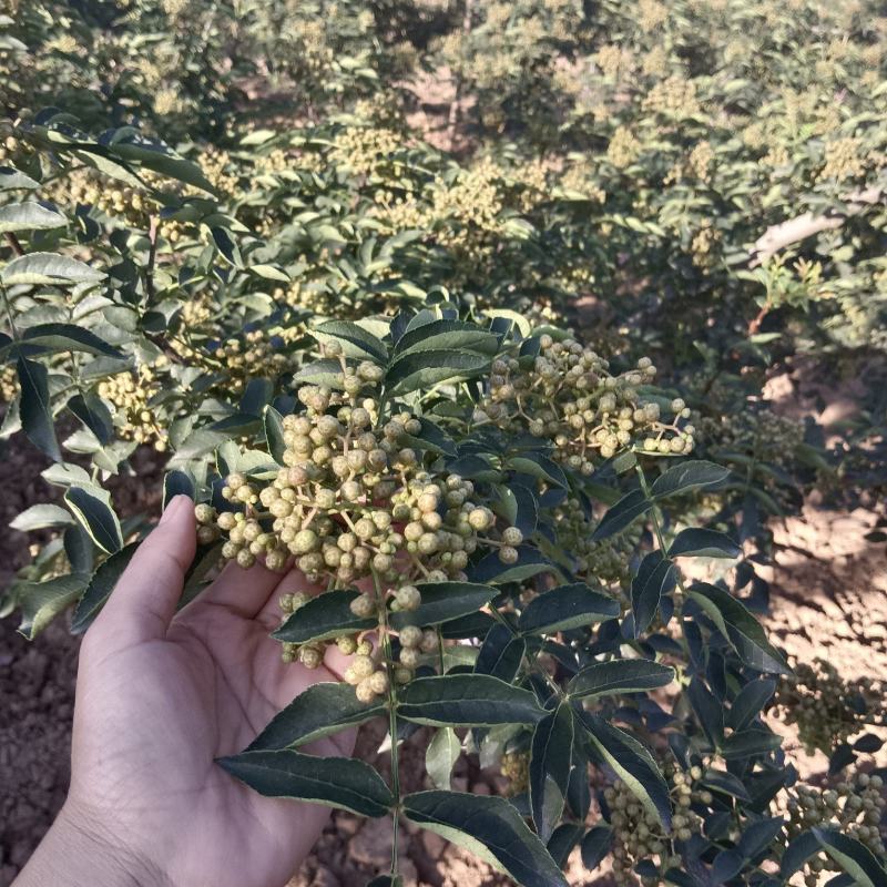 青花椒上市了：颗料饱满，味道香麻，色正干净，物美价廉。