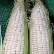 糯玉米，玉米大量现货供应规格齐全，视频全国