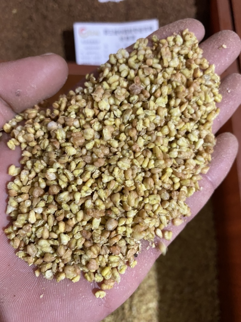 苦荞麦实物图产地直销供应各种中药材