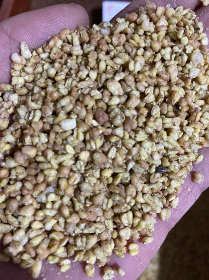 苦荞麦实物图产地直销供应各种中药材