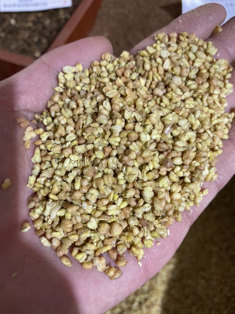 苦荞麦实物图产地直销供应各种中药材