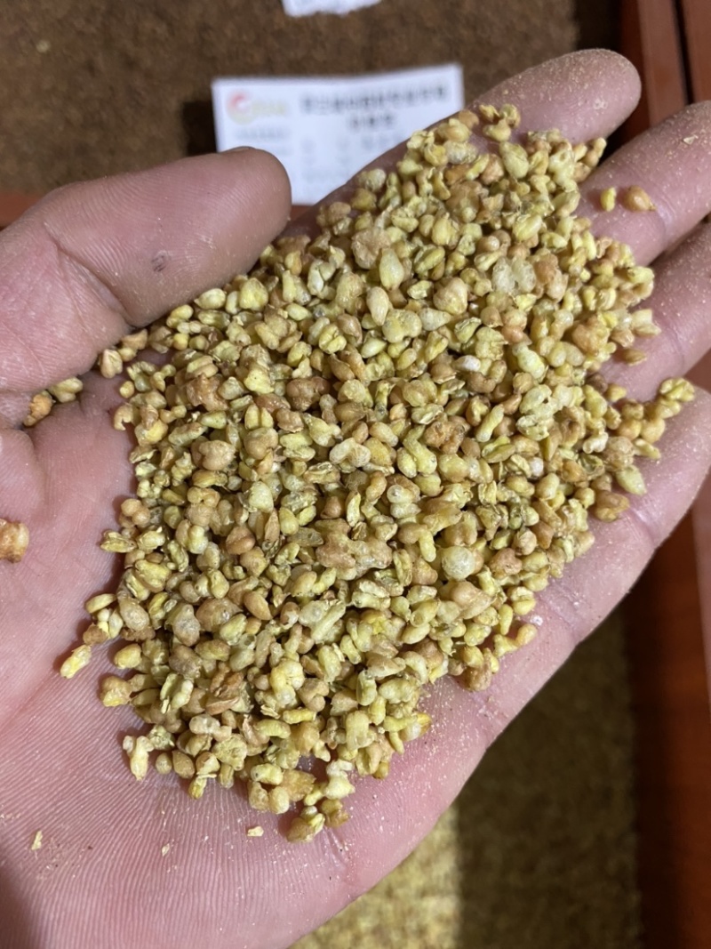 苦荞麦实物图产地直销供应各种中药材