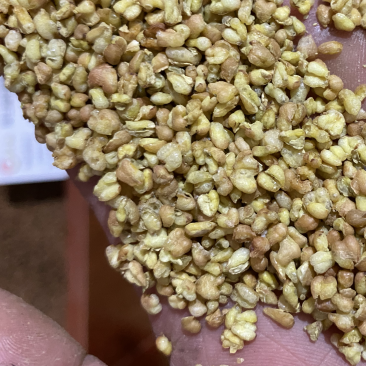 苦荞麦实物图产地直销供应各种中药材
