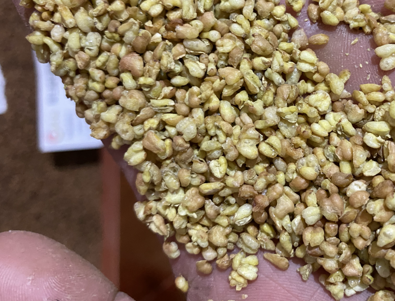 苦荞麦实物图产地直销供应各种中药材