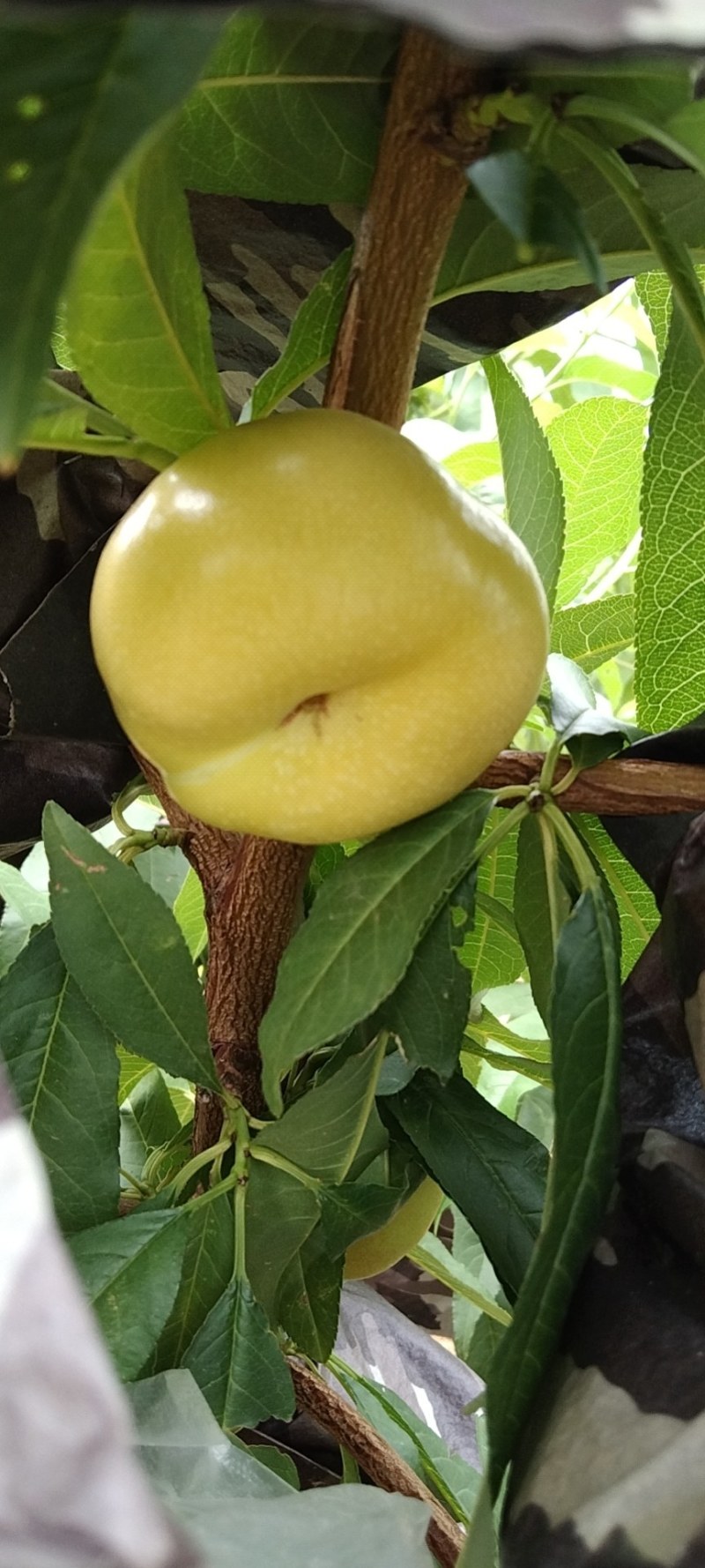 黄油潘桃