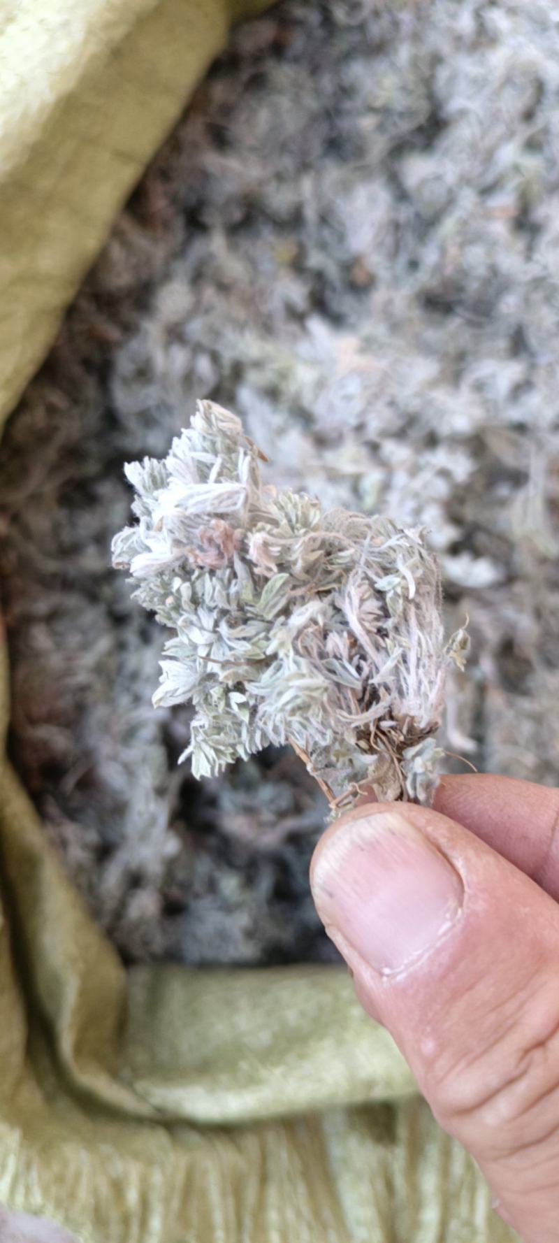 茵陈，沂蒙山山区里的自然优质茵陈有叫白蒿