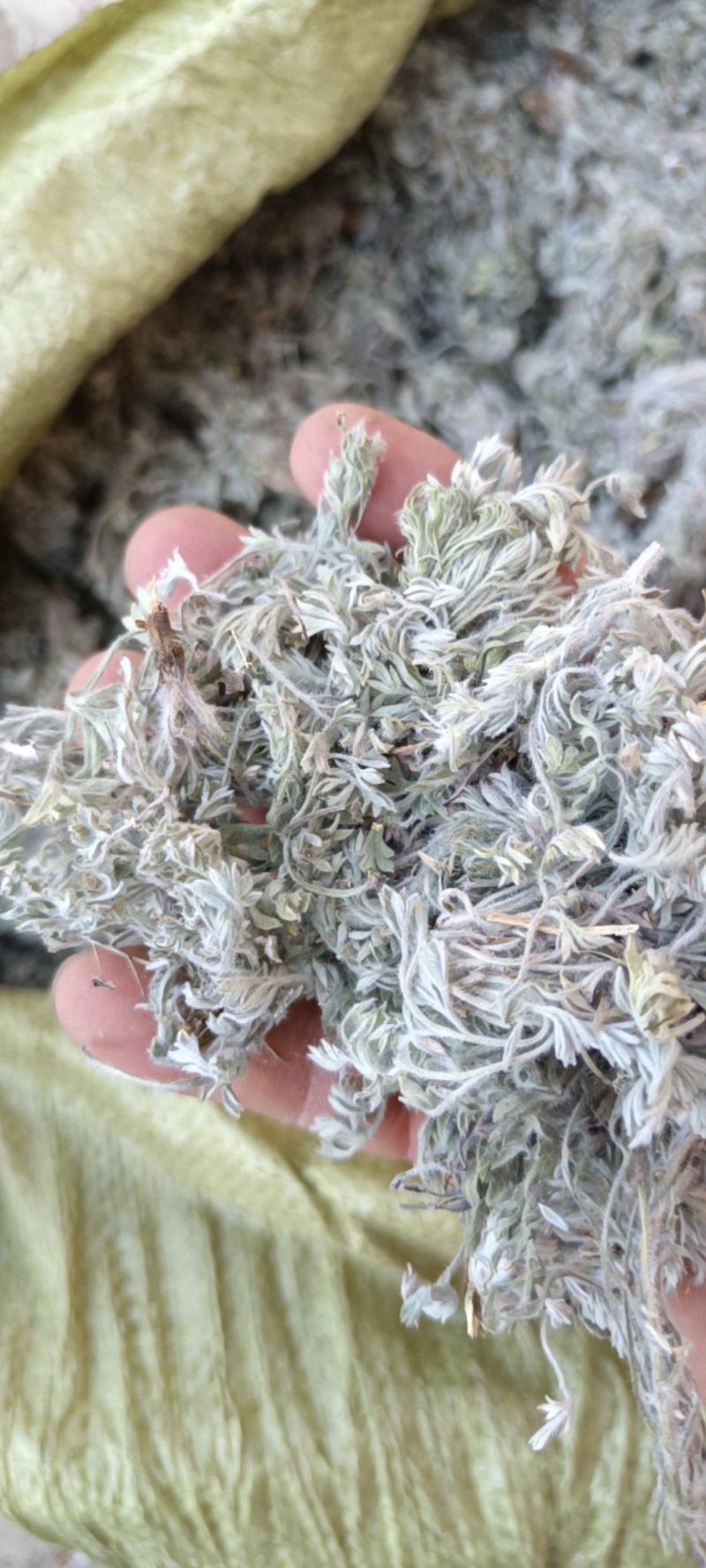 茵陈，沂蒙山山区里的自然优质茵陈有叫白蒿