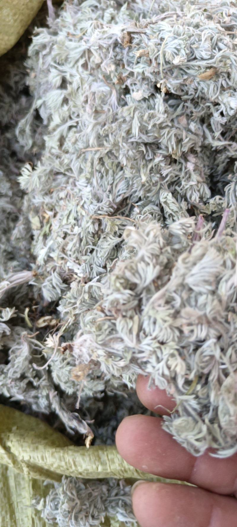 茵陈，沂蒙山山区里的自然优质茵陈有叫白蒿