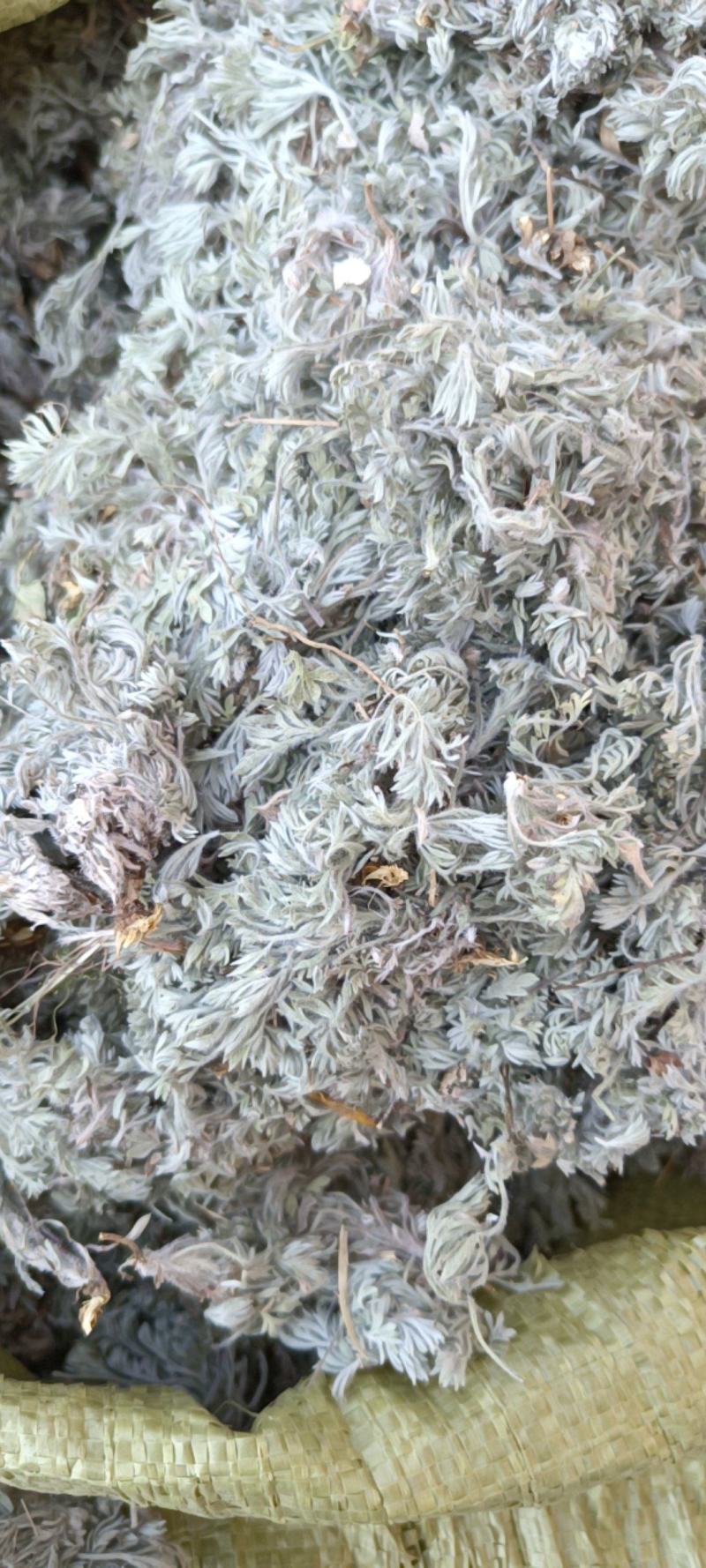 茵陈，沂蒙山山区里的自然优质茵陈有叫白蒿
