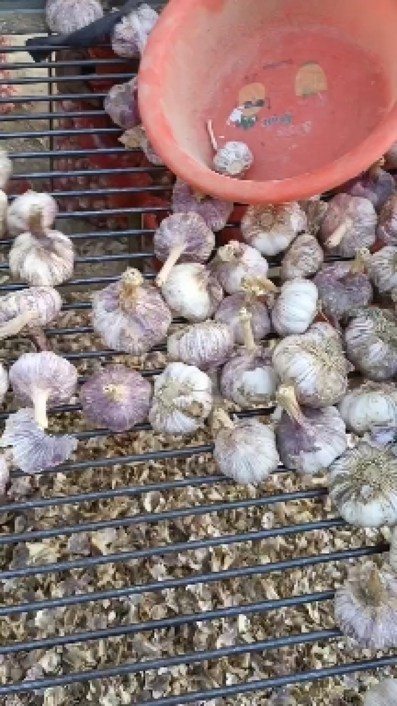 【推荐】山东紫皮大蒜，蒜种，颗颗饱满货源充足，物优价廉