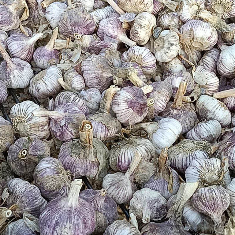 【推荐】山东紫皮大蒜，蒜种，颗颗饱满货源充足，物优价廉
