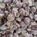 【推荐】山东紫皮大蒜，蒜种，颗颗饱满货源充足，物优价廉