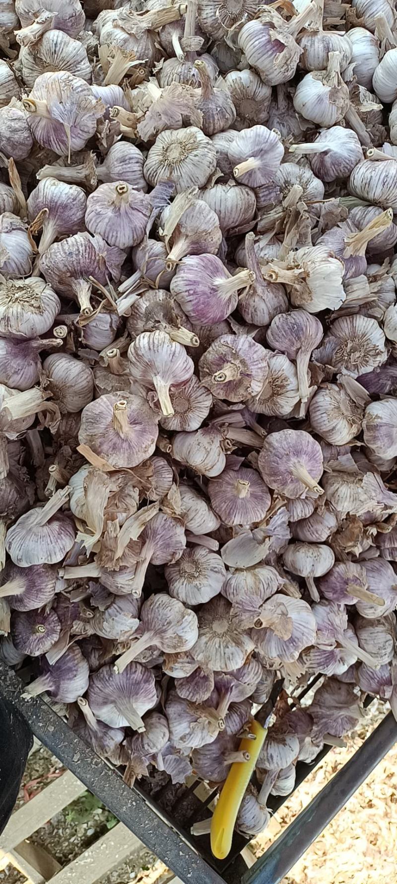 【推荐】山东紫皮大蒜，蒜种，颗颗饱满货源充足，物优价廉
