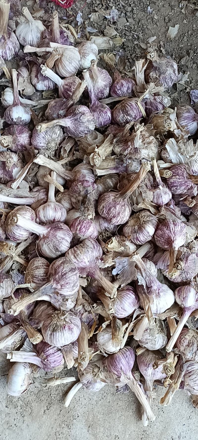 【推荐】山东紫皮大蒜，蒜种，颗颗饱满货源充足，物优价廉