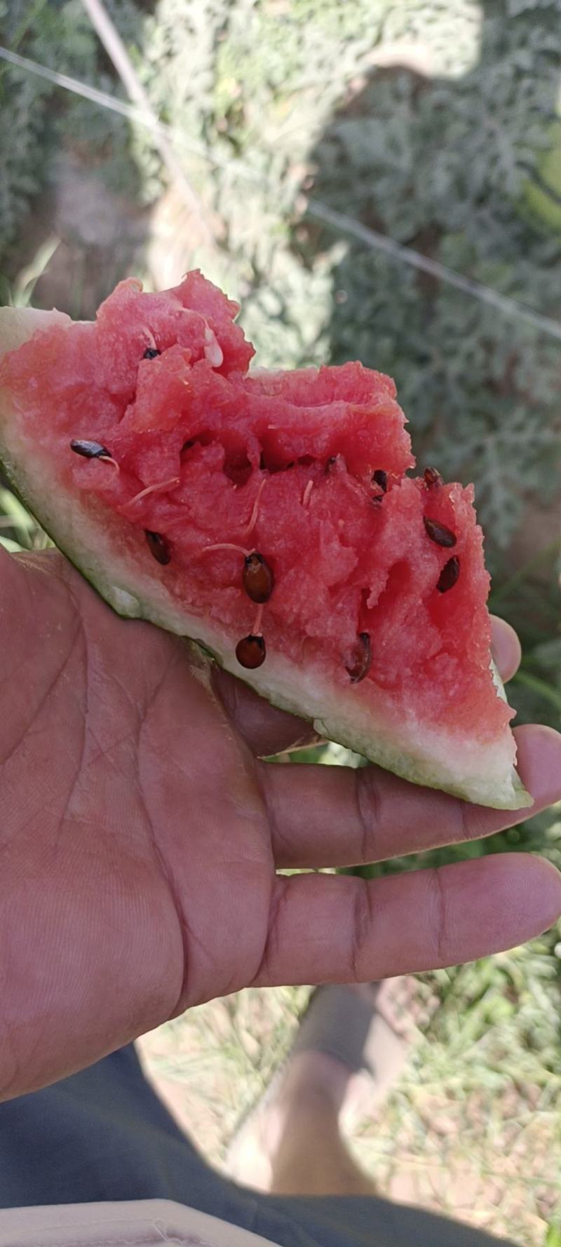 宁夏西瓜，，，继续，，，继续